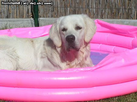 Golden Retriever Hunde Foto 13754 Golden Retriever mein eigener pool