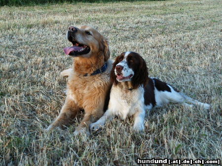 Golden Retriever Hunde Foto 25124 in höherer Auflösung ansehen Golden Retriever Charly und seine Springer-Freundin Aica