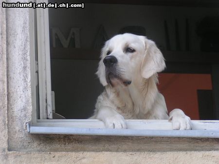 Golden Retriever Hunde Foto 13756 Golden Retriever ich hab den überblick