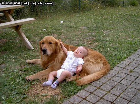 Golden Retriever Benny als Babysitter