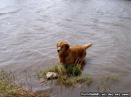 Golden Retriever Hunde Foto 4187 Golden Retriever Benny of Dogville