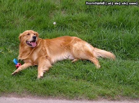 Golden Retriever Hunde Foto 4105 Golden Retriever das ist unser Benny of Dogville, 4.5 Jahre
