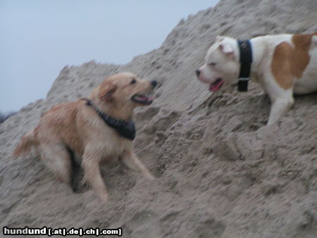 Golden Retriever Spike mit Bojo (American Bulldog)