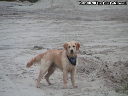 Golden Retriever Spike 