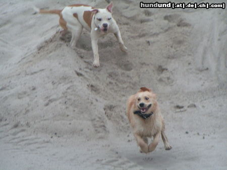 Golden Retriever Spike mit Bojo (American Bulldog)