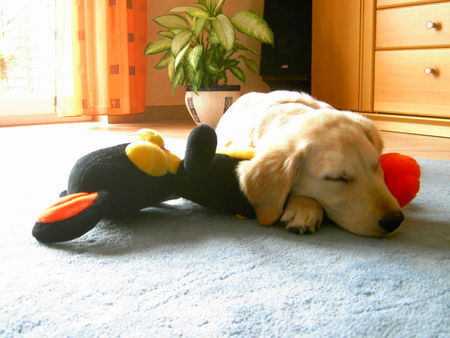 Golden Retriever Hunde Foto 32990 in höherer Auflösung ansehen Golden Retriever Cisco's erste große Liebe