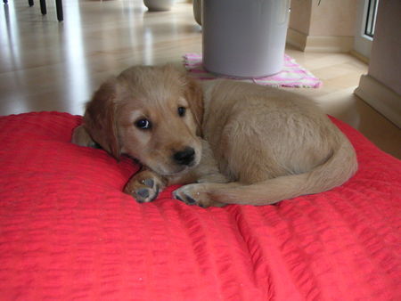 Golden Retriever Hunde Foto 28689 in höherer Auflösung ansehen Golden Retriever Bruno, 9 Wochen
