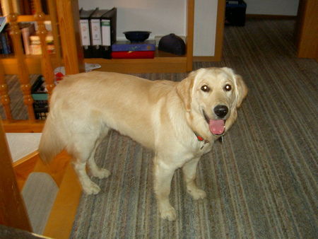 Golden Retriever Hunde Foto 37248 in höherer Auflösung ansehen Golden Retriever Luna im Juli 2004