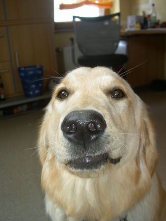 Golden Retriever Hunde Foto 37129 in höherer Auflösung ansehen Golden Retriever die Luna im Juli 2004