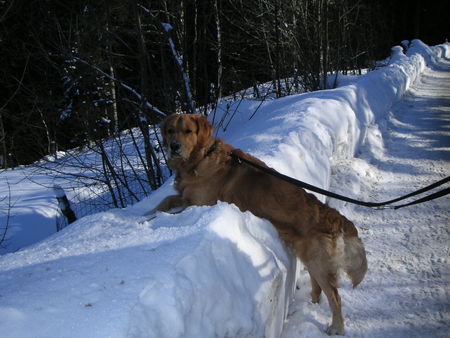 Golden Retriever Hunde Foto 29243 in höherer Auflösung ansehen Golden Retriever Bruno (1J.) im Winterurlaub