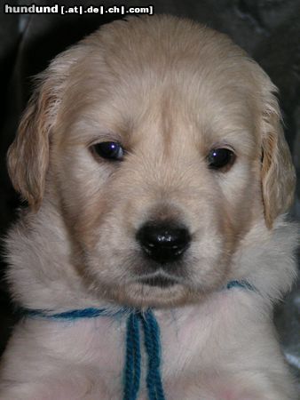 Golden Retriever Hunde Foto 16112 in höherer Auflösung ansehen Golden Retriever Mein Liebling 4 Wochen alt