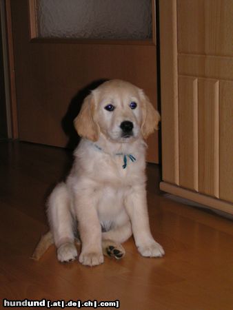 Golden Retriever Hunde Foto 16113 in höherer Auflösung ansehen Golden Retriever Der 1. Tag im neuen Heim...