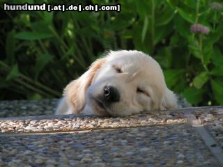 Golden Retriever Hunde Foto 16808 in höherer Auflösung ansehen Golden Retriever Schön ist es auf der Welt zu sein