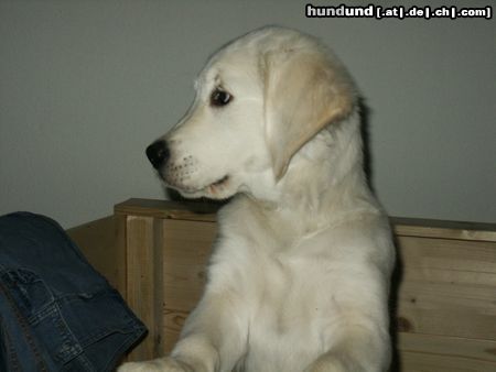 Golden Retriever Hunde Foto 17423 in höherer Auflösung ansehen Golden Retriever Balou neugirig bin ich auch !!!