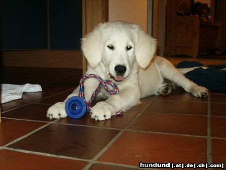 Golden Retriever Hunde Foto 17424 in höherer Auflösung ansehen Golden Retriever Balou mit seinem Lieblingsspielzeug