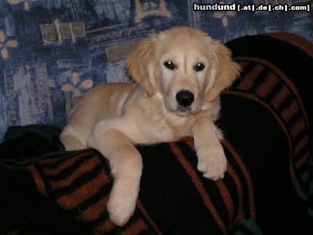 Golden Retriever Hunde Foto 16110 in höherer Auflösung ansehen Golden Retriever Kerry rastet...