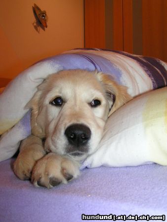 Golden Retriever Hunde Foto 16111 in höherer Auflösung ansehen Golden Retriever Der Hund kommt mir nicht ins Bett...