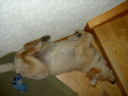 Golden Retriever Hunde Foto 37250 in höherer Auflösung ansehen Golden Retriever Luna im März 2004