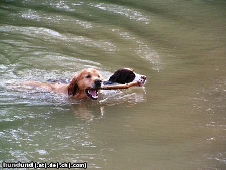 Golden Retriever Hunde Foto 25125 in höherer Auflösung ansehen Golden Retriever Charly/Aica.Komm ich helf Dir!