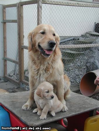 Golden Retriever Hunde Foto 16634 in höherer Auflösung ansehen Golden Retriever Atos mit Nichte