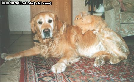 Golden Retriever Hunde Foto 11123 Golden Retriever Paul mit seinem Freund