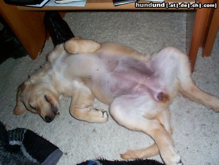 Golden Retriever Hunde Foto 2809 Golden Retriever Piper 2,5 Monate