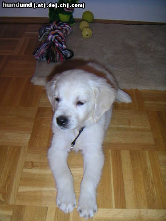 Golden Retriever Hunde Foto 25427 Golden Retriever Phoebe