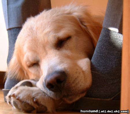 Golden Retriever in Sicherheit