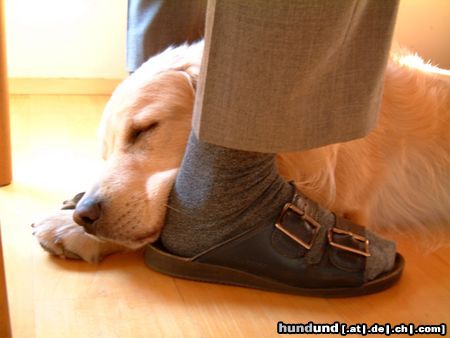 Golden Retriever Hunde Foto 5200 Golden Retriever ein sicherer Schlafplatz