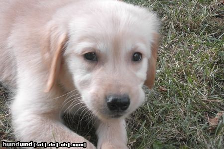 Golden Retriever Hunde Foto 6666 Golden Retriever Das ist Ricky mit 8 Wochen