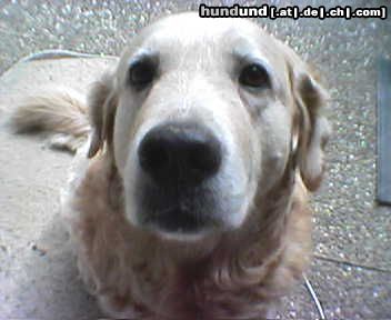 Golden Retriever Hunde Foto 10827 Golden Retriever Bobby
