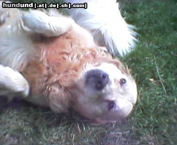 Golden Retriever Hunde Foto 10828 Golden Retriever Bobby \