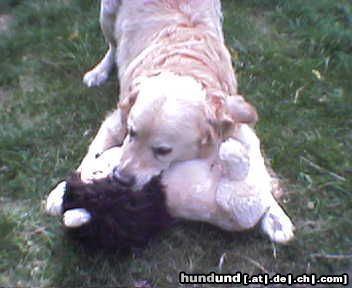 Golden Retriever Hunde Foto 10829 Golden Retriever Bobby \\