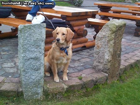 Golden Retriever Hunde Foto 2810 Golden Retriever Piper inm Heidepark(ich will auch mal fahren)