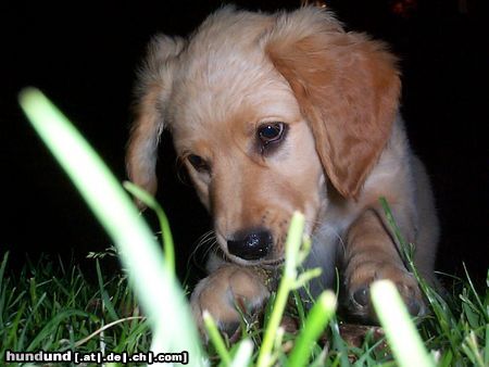 Golden Retriever Hunde Foto 2808 Golden Retriever Piper 2,5 Monate