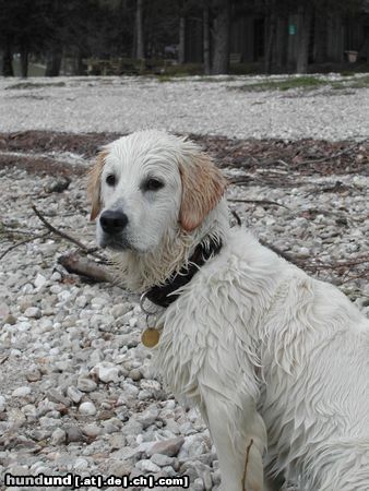 Golden Retriever Kathi ganz stolz