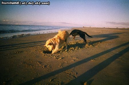 Golden Retriever Hunde Foto 13449 Golden Retriever Cico 2,5 Jahre mit seinem Freund Erik