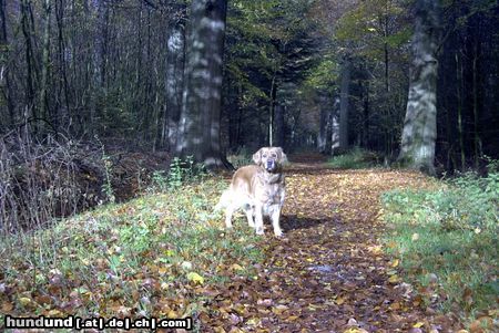 Golden Retriever Hunde Foto 16186 in höherer Auflösung ansehen Golden Retriever Herbstzeit, Ronja Räubertochter