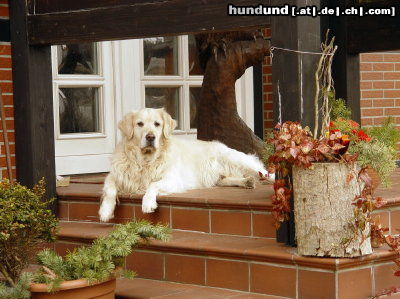 Golden Retriever aufmerksamer Beobachter