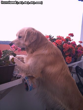 Golden Retriever Hunde Foto 15052 in höherer Auflösung ansehen Golden Retriever Rocky sieht alles!