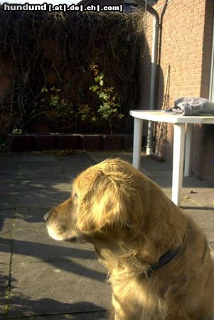 Golden Retriever Hunde Foto 6644 Golden Retriever Ronja Räubertocher, 10 Jahre