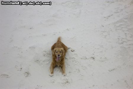 Golden Retriever Hunde Foto 12333 Golden Retriever