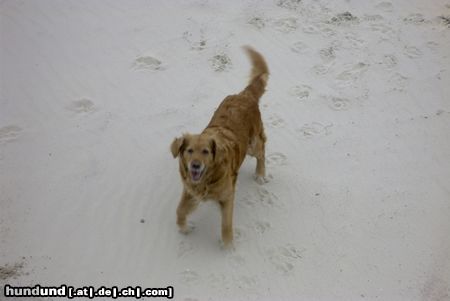 Golden Retriever Hunde Foto 12334 Golden Retriever