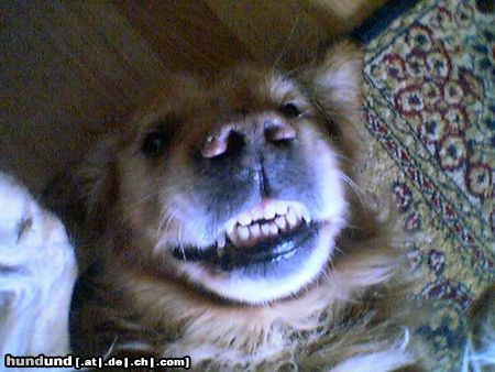 Golden Retriever Hunde Foto 12332 Golden Retriever Grins***