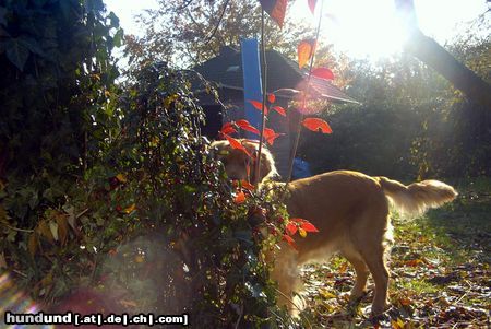 Golden Retriever Hunde Foto 6645 Golden Retriever Ronja im Garten