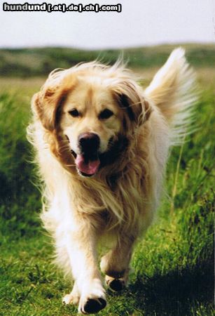 Golden Retriever Hunde Foto 21233 in höherer Auflösung ansehen Golden Retriever Rufus nicht zu bremsen...