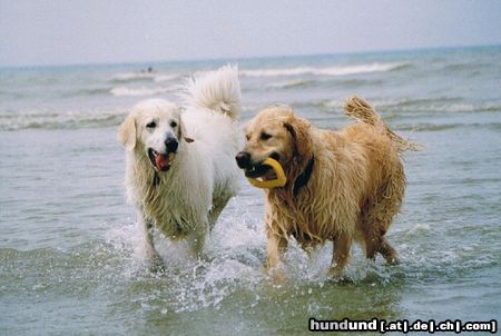 Golden Retriever Hunde Foto 21234 in höherer Auflösung ansehen Golden Retriever Rufus in seinem Element