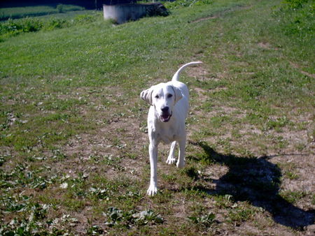 Golden Retriever Hunde Foto 33044 Golden Retriever Retriever Mix Spike