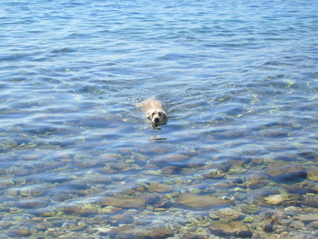 Golden Retriever Hunde Foto 40064 in höherer Auflösung ansehen Golden Retriever Mira