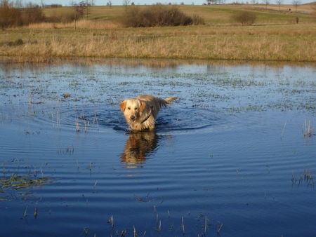 Golden Retriever Hunde Foto 40844 in höherer Auflösung ansehen Golden Retriever Mira